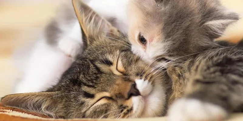 Mơ thấy mèo đẻ là điềm gì? Tốt hay xấu?