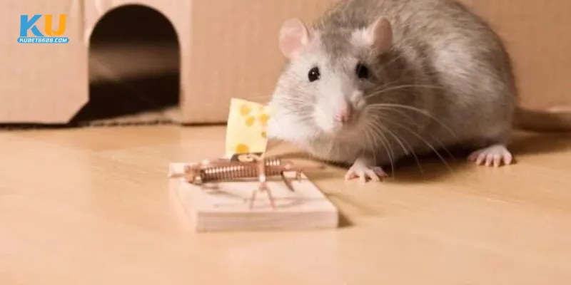 Phân tích cụ thể các trường hợp mơ thấy chuột